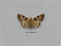 藏品(夜蛾382)的圖片